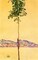 Little Tree 1912 Poster Print by Egon Schiele - Item # VARPDX374356
